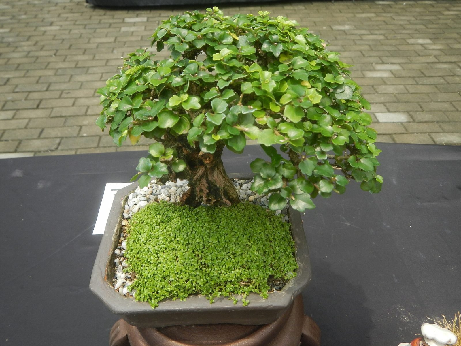 Suasana pameran bonsai