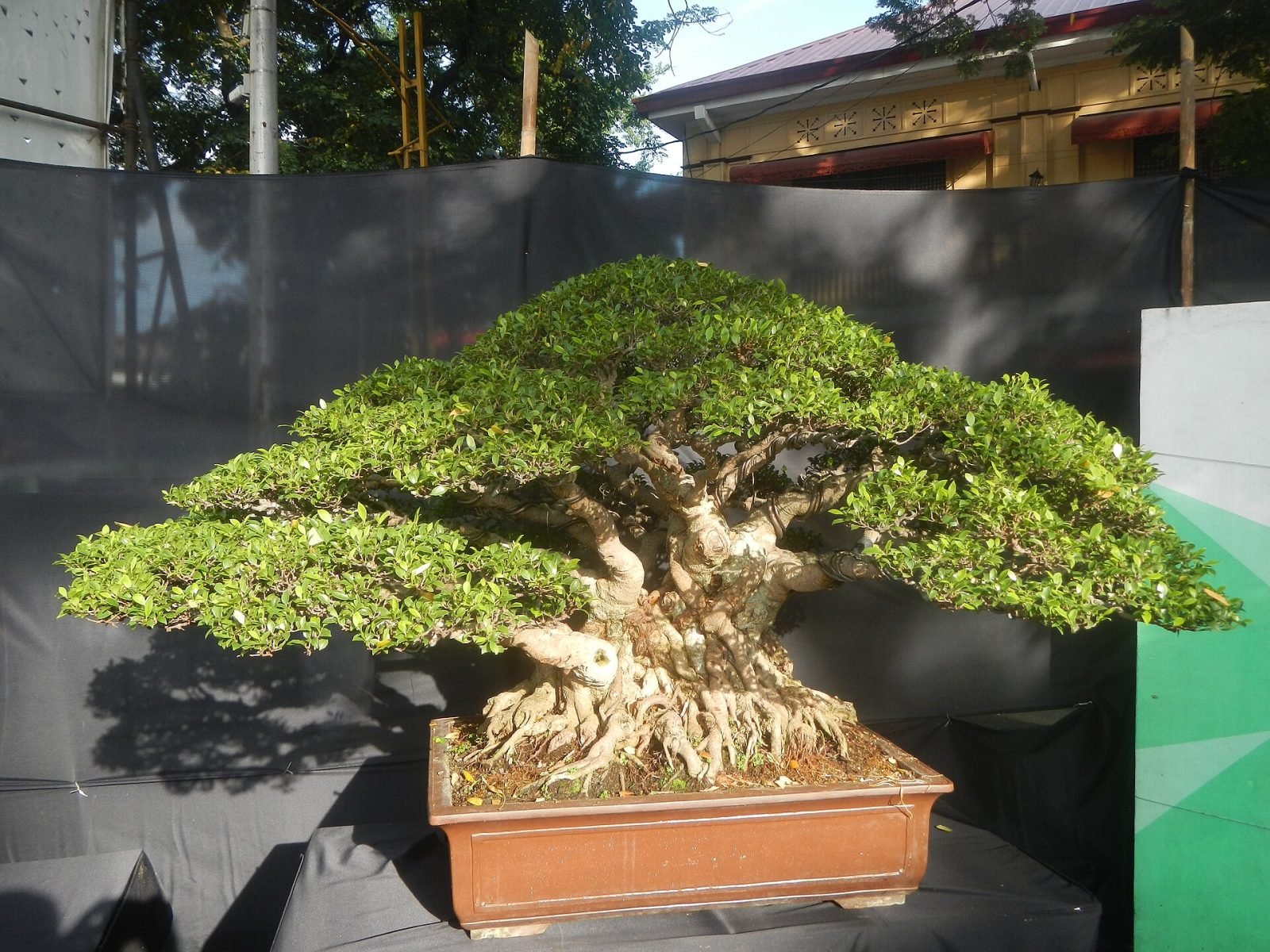Display Bonsai