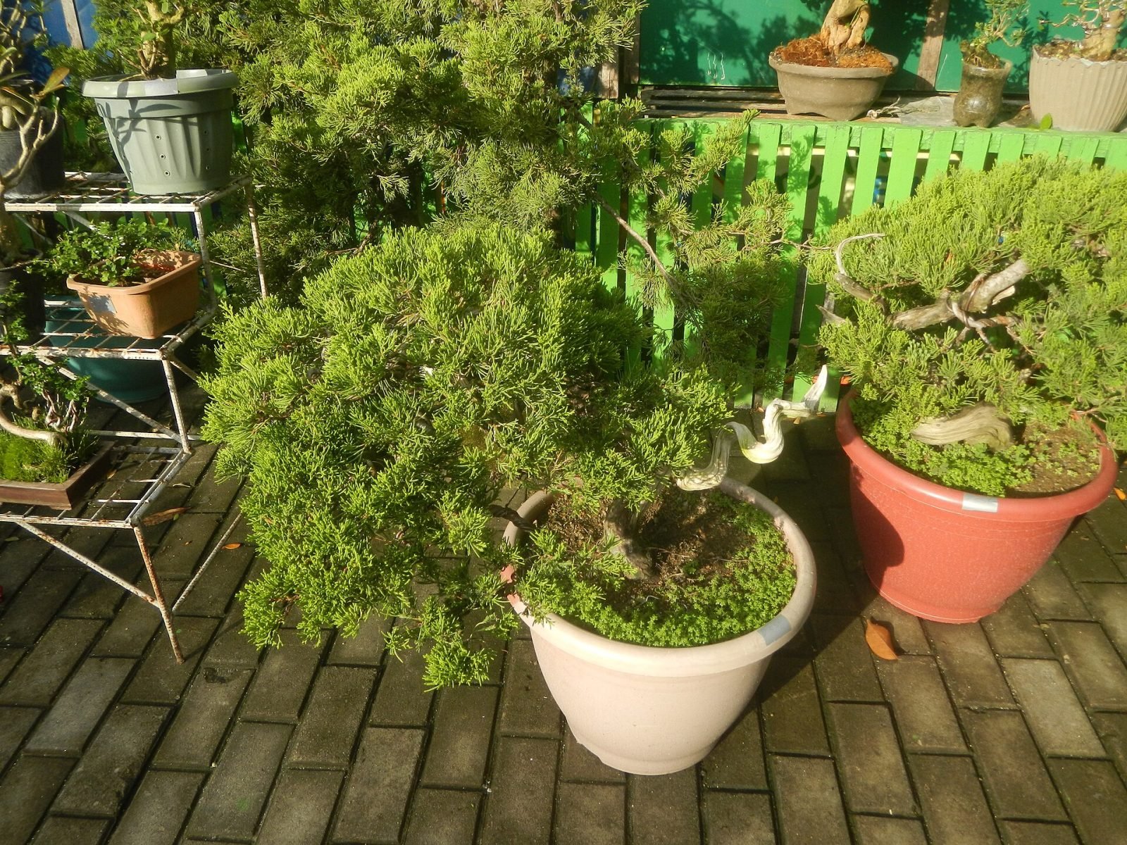 Bonsai Kategori Sedang