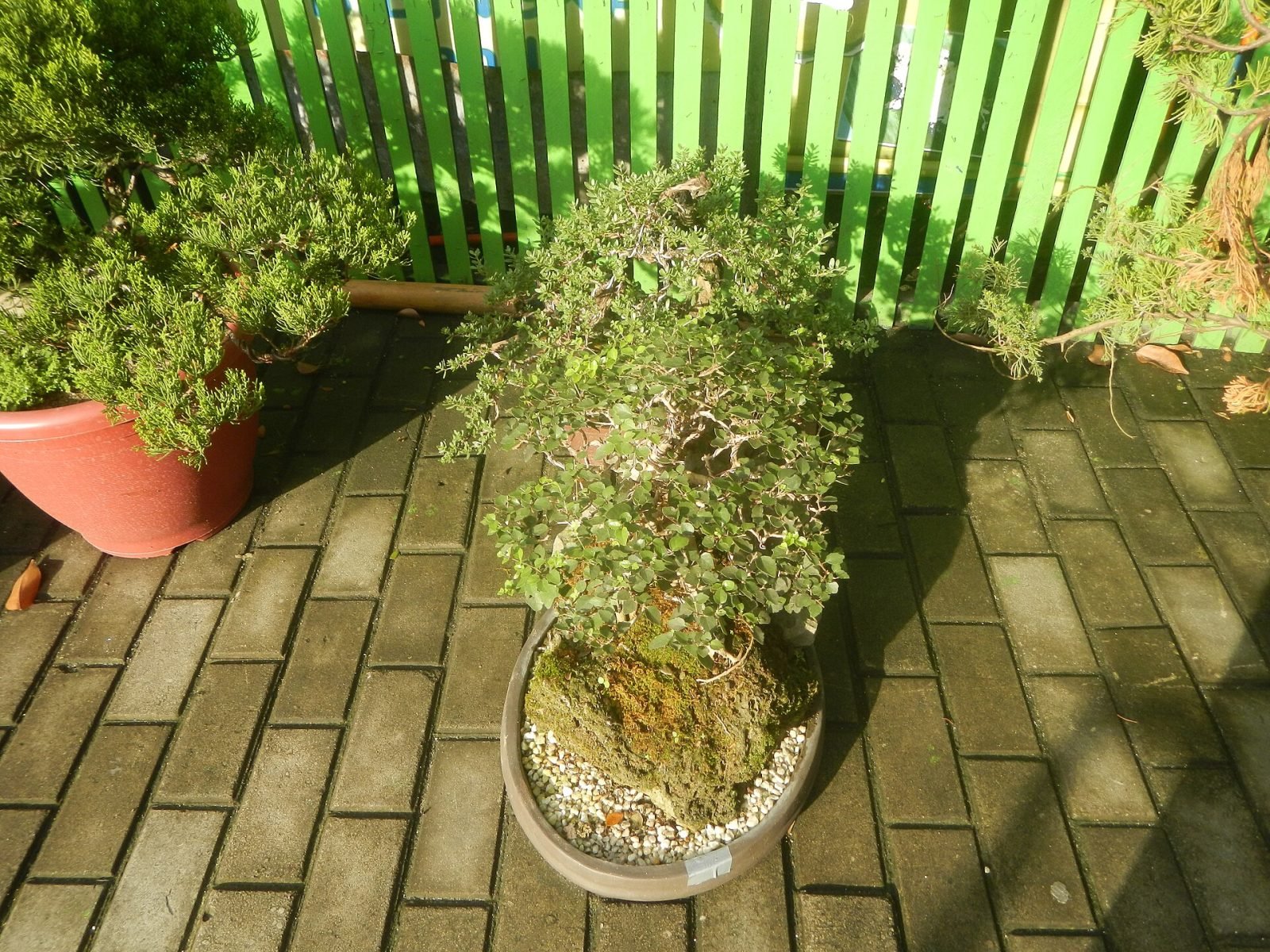 Koleksi Unggulan