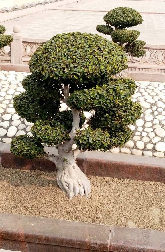 Bonsai Tropis